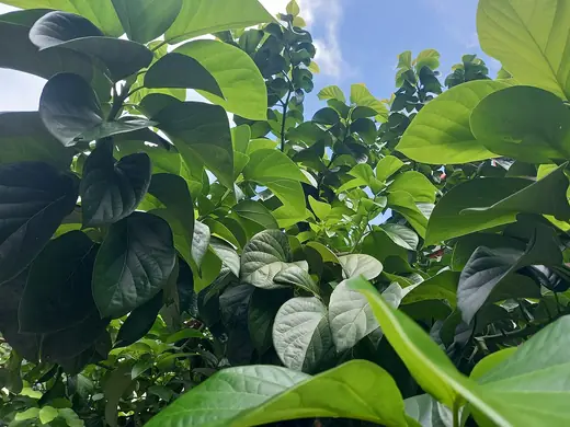 Aguacate (Palta)