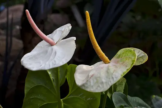 Anturio