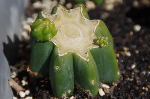 Cactus San Pedro