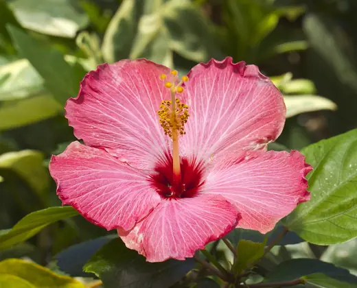 Hibisco