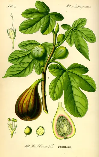 Higo