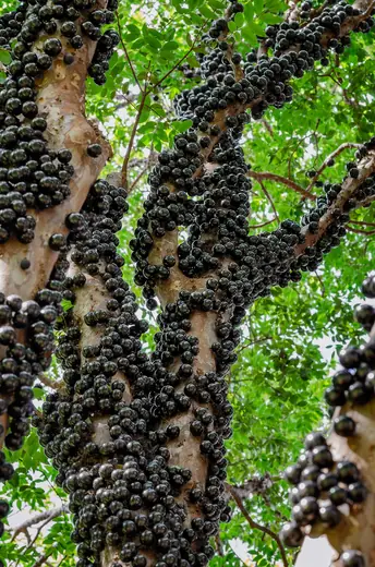Jabuticaba
