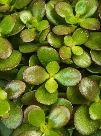 Jade