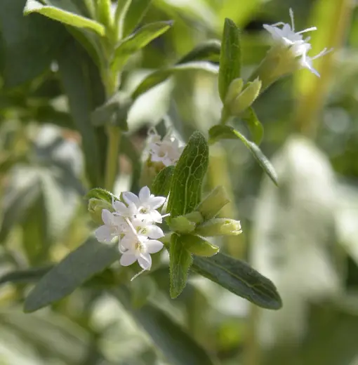 Ka'a He'ê (Stevia)