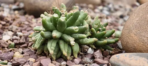Mammillaria