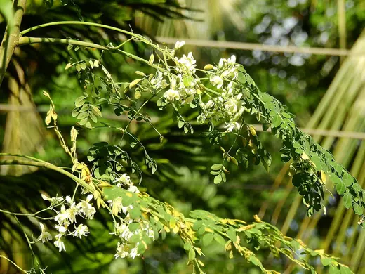 Moringa