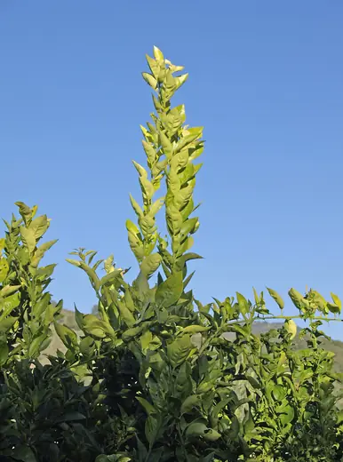 Naranja