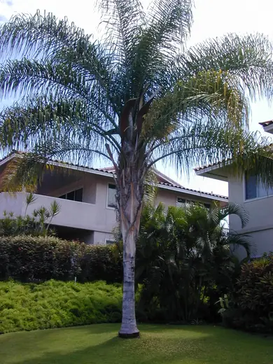 Palmera Pindó