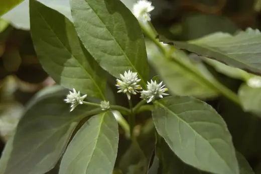 Perdurilla