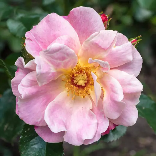 Rosa