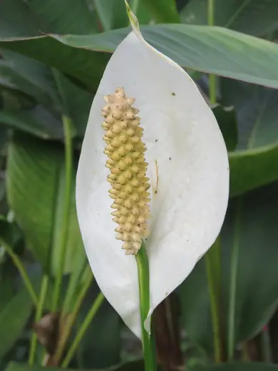 Spathiphyllum