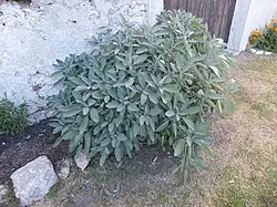 Salvia